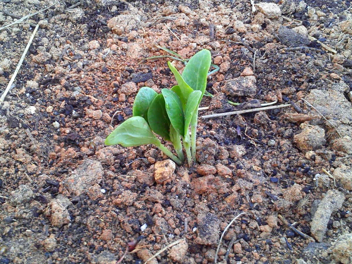brotes, plantones tomate, plantones, semillas, huerto, garden, plantar