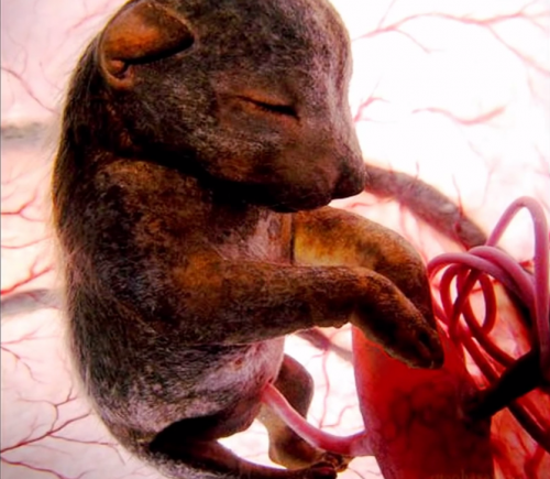 animales-en-el-vientre-materno