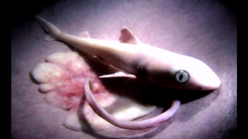 Animales-en-el-vientre-materno