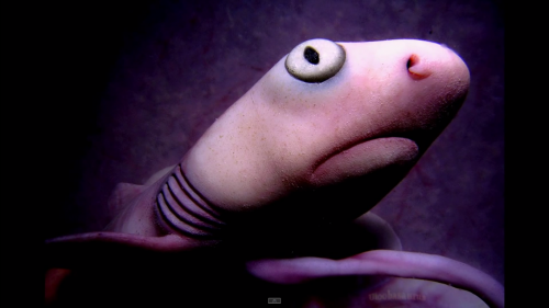 Animales-en-el-vientre-materno