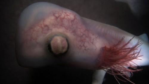 animales-en-el-vientre-materno