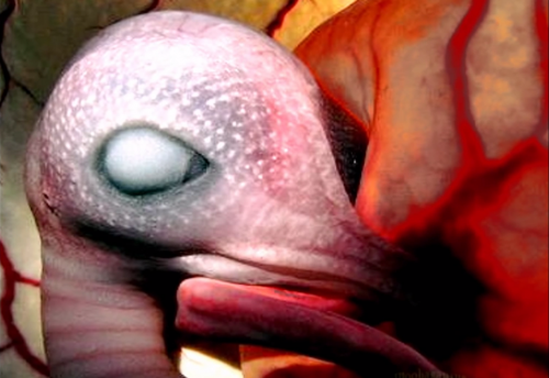 animales-en-el-vientre-materno