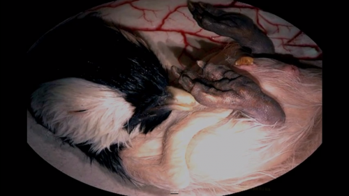 animales-en-el-vientre-materno