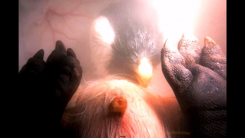 Animales-en-el-vientre-materno