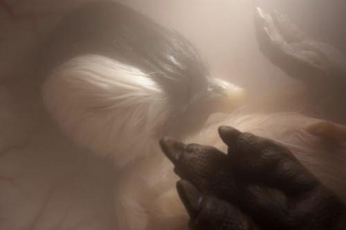 animales-en-el-vientre-materno