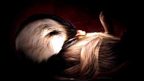 Animales-en-el-vientre-materno