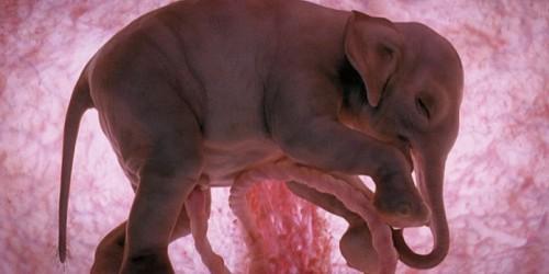 animales-en-el-vientre-materno
