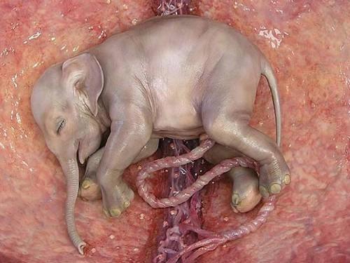 animales-en-el-vientre-materno