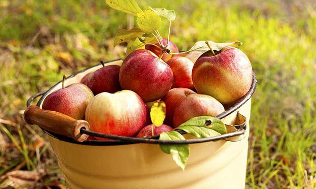 fresh apples