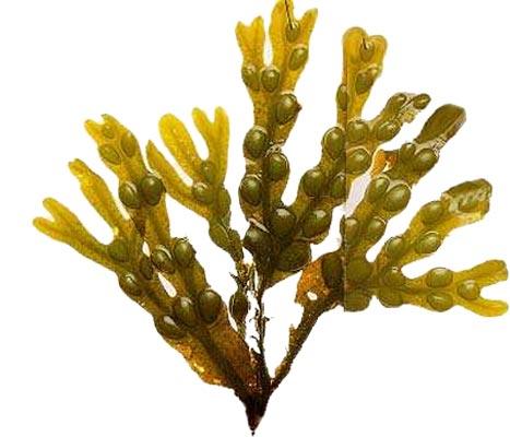 fucus adelgazar