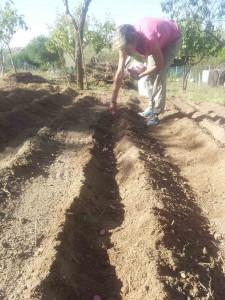 Siembra a chorrillo en hileras