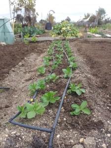 Germinación de las habas