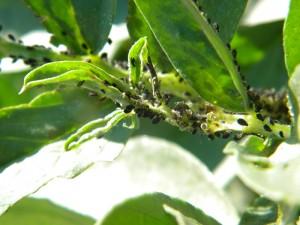 Pulgones, los principales enemigos de las habas