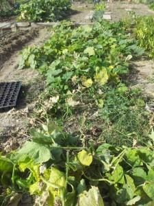 Las calabazas todavía verdes