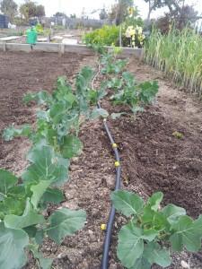 Los brócolis van creciendo