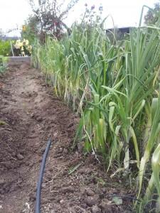 Los puerros, son tan agradecidos