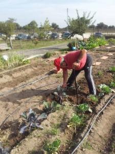Mi padre removiendo la tierra de las coles