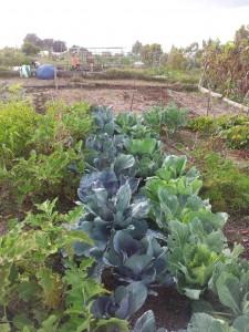 Repollos y lombardas también plantadas en julio