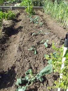 Brócolis y berzas plantados