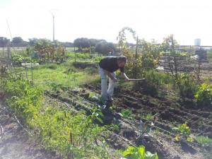 Iñaqui prepara en su huerto un bancal para las habas
