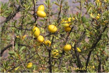 aceite-vegetal-de-argan