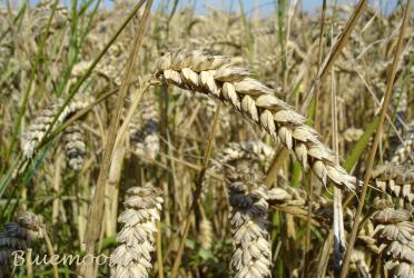 aceite-vegetal-de-germen---de-trigo