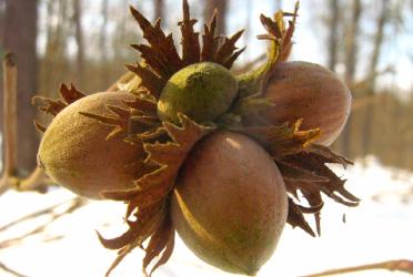 aceite-vegetal-de-avellana