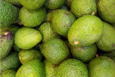 aceite-vegetal-de-aguacate---de-trigo