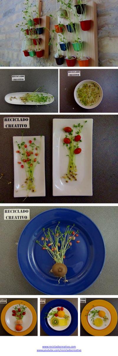 Lentejas Germinadas Cápsulas de café recicladas, Mini Jardín Vertical decorativo