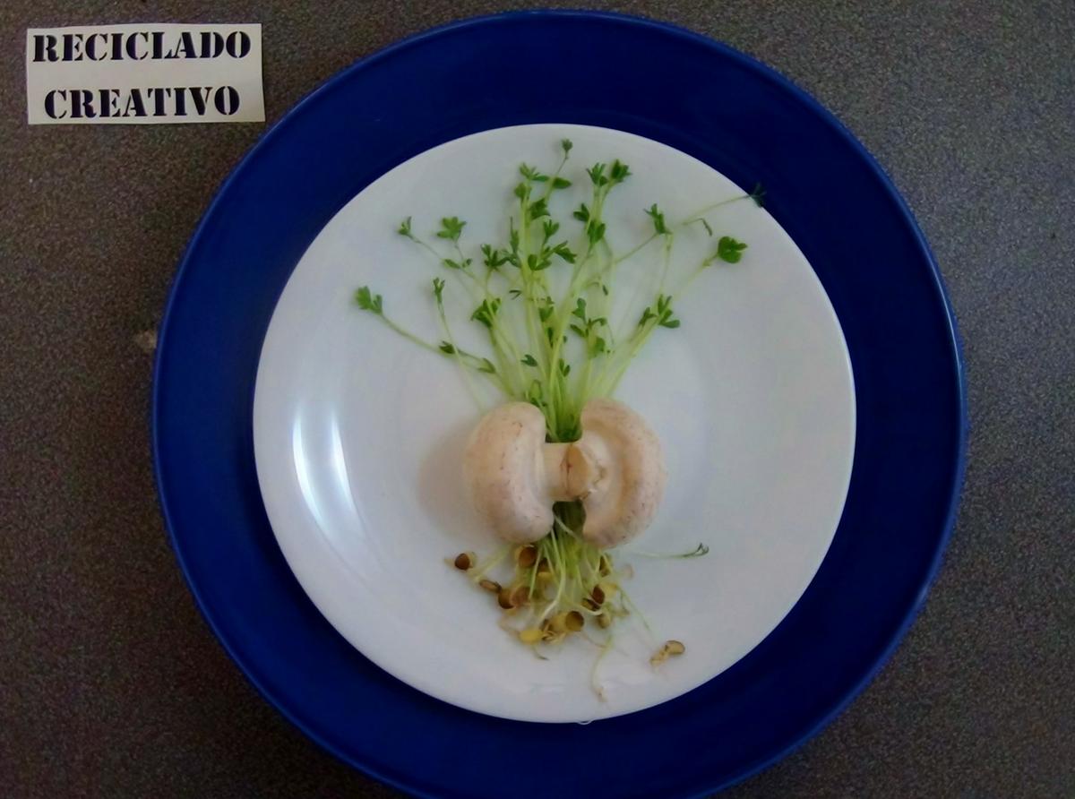 Lentejas germinadas en casa