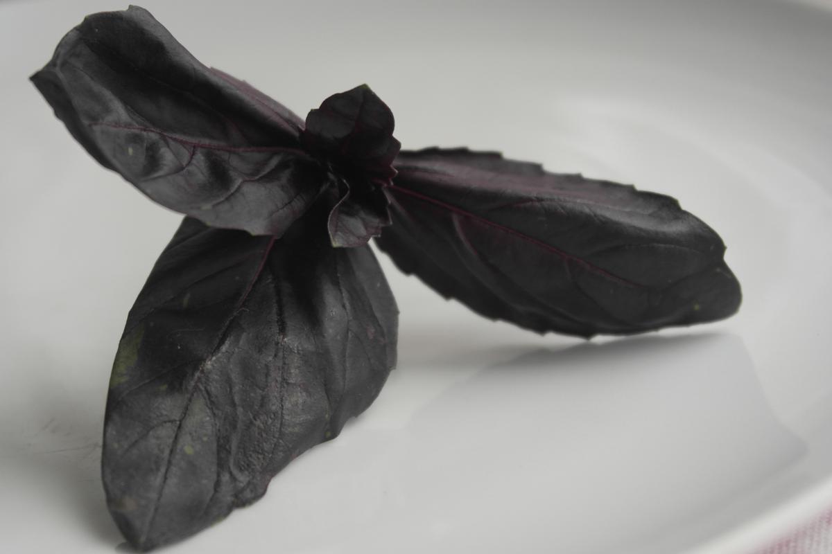 Salsa pesto de albahaca morada