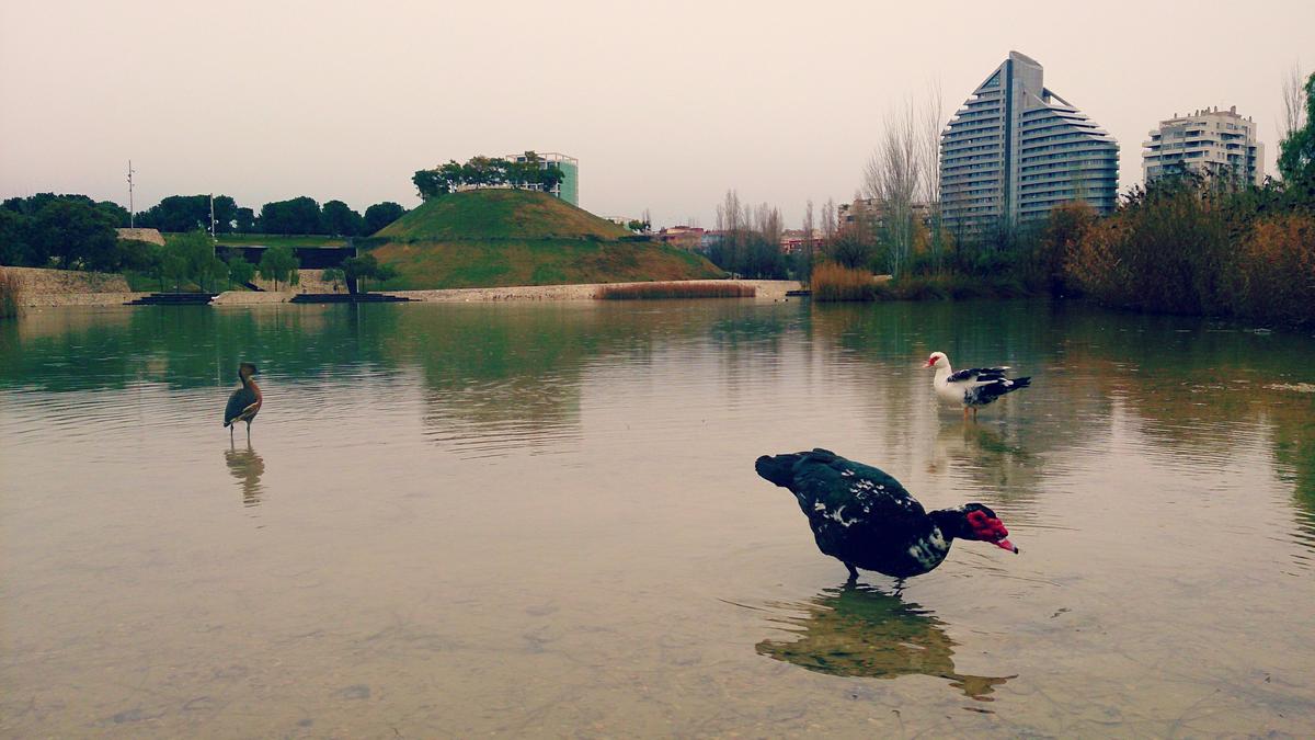 Valencia_Jardines del Turia (4)