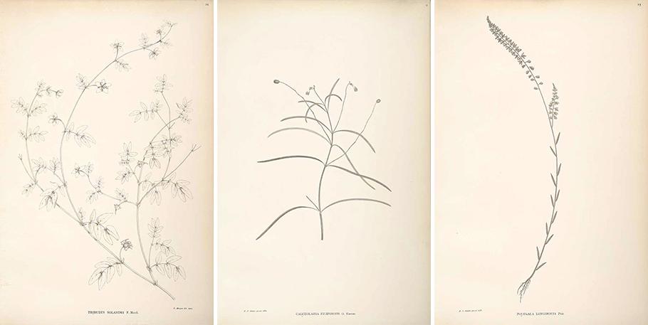 IllustrationsCaptainCook