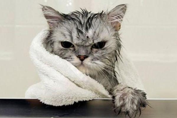Debemos Bañar A Nuestro Gato