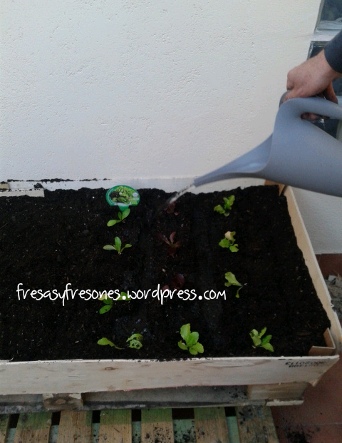 Regamos sin tocar directamente las lechuguitas.