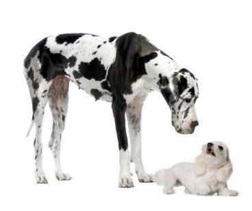 perros pequeños y grandes 