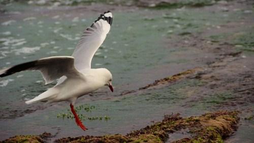 enfocar-sujeto-movimiento