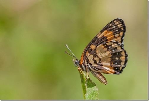 enfoque-manual-macro