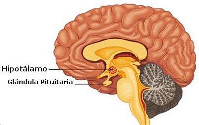 Hipotalamo