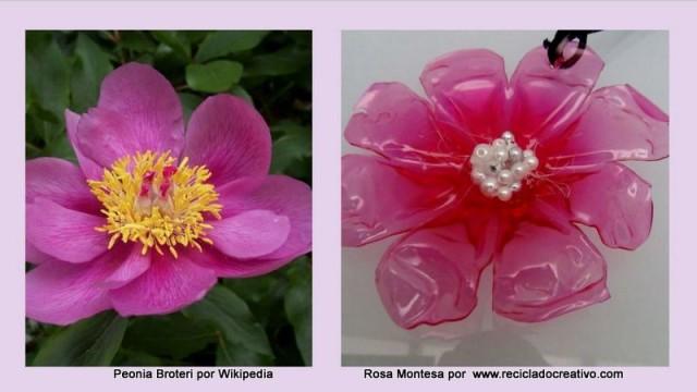 cropped-peonia-broteri-y-rosa-montesa-0021.jpg