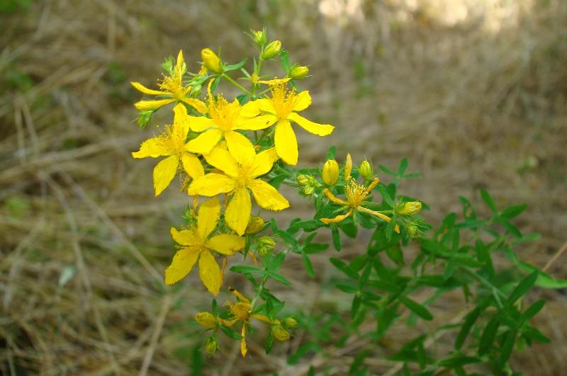 Propiedades del hipérico