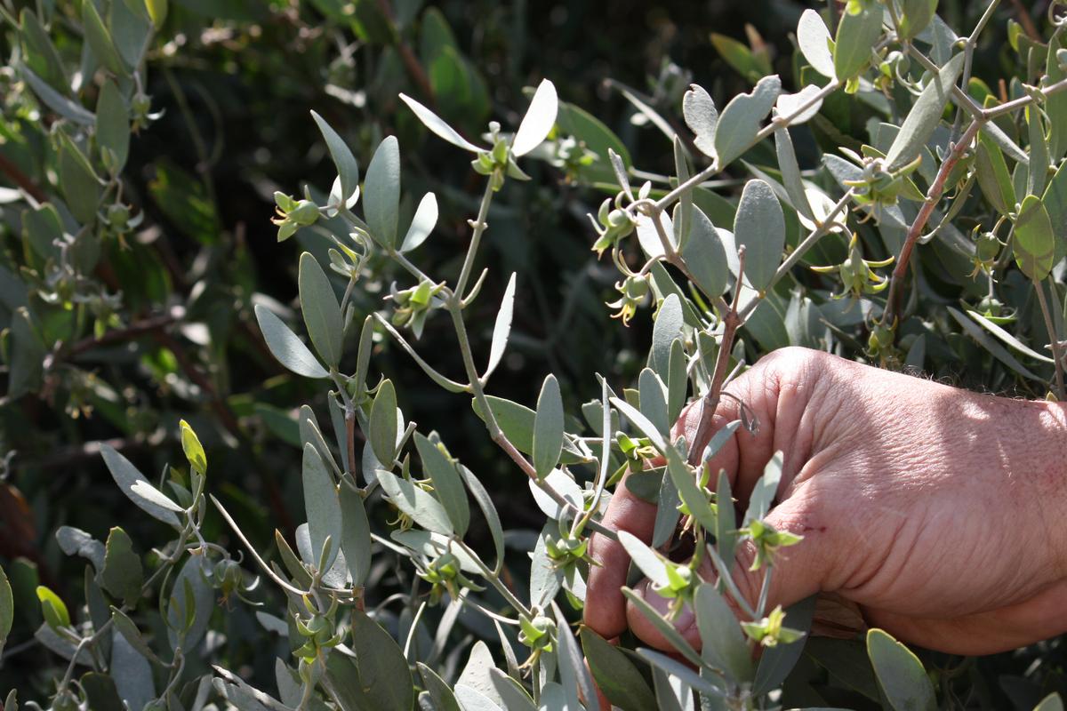 Todo sobre el Árbol de Jojoba y las propiedades de su aceite