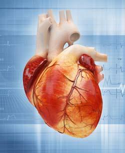 La salud del corazón