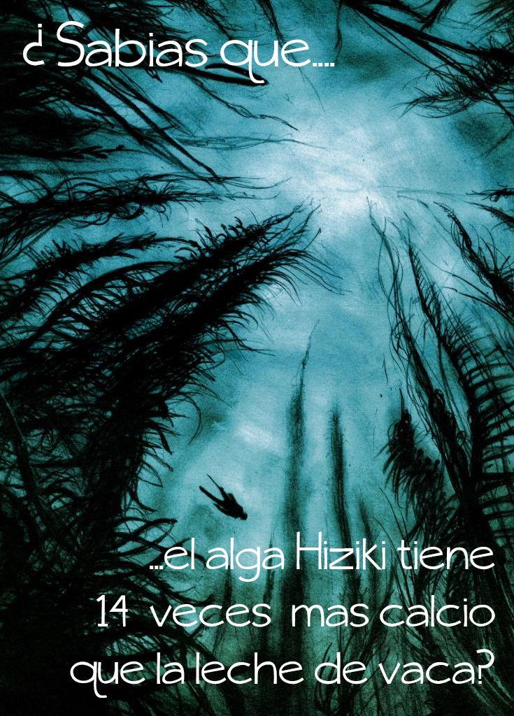 Las algas – imprescindibles para una alimentación sana