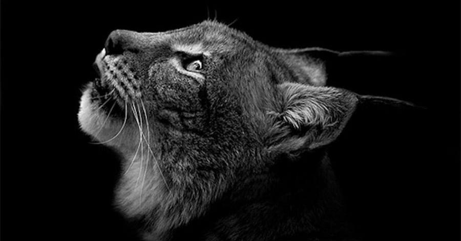 Fotografías de animales en blanco y negro - Ecología 