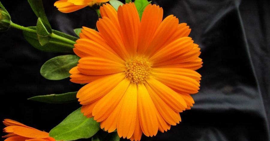 cuidados de la calendula 