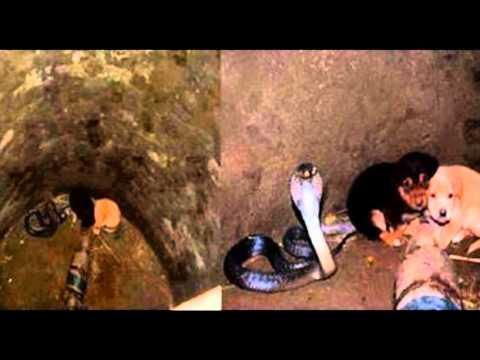 Cobra rescata a cachorros: historias de mascotas | Mascotas