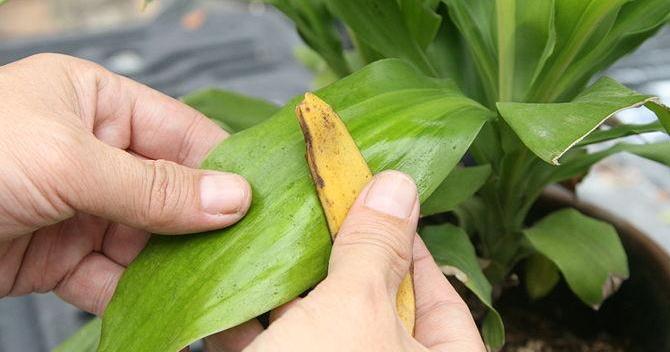 La importancia de limpiar las hojas de las plantas Plantas