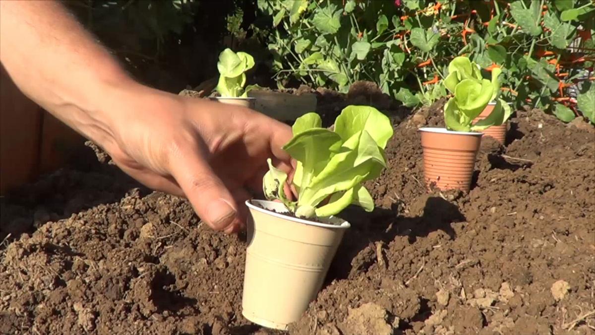 Cómo plantar lechugas en el huerto | Plantas
