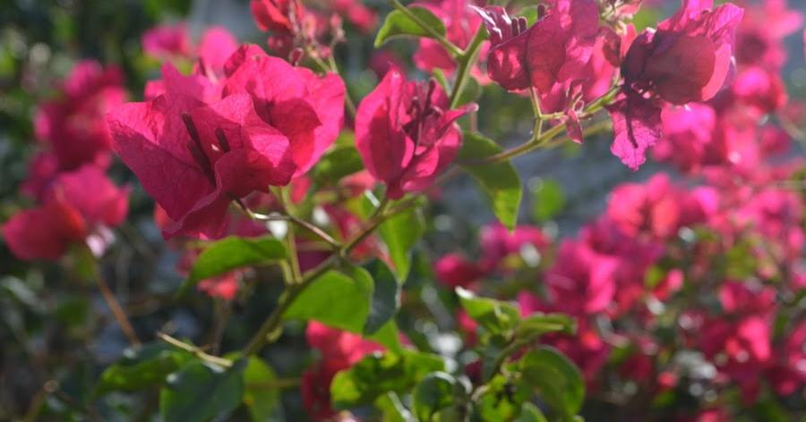 Cuidados de la Buganvilla o Santa Rita | Plantas